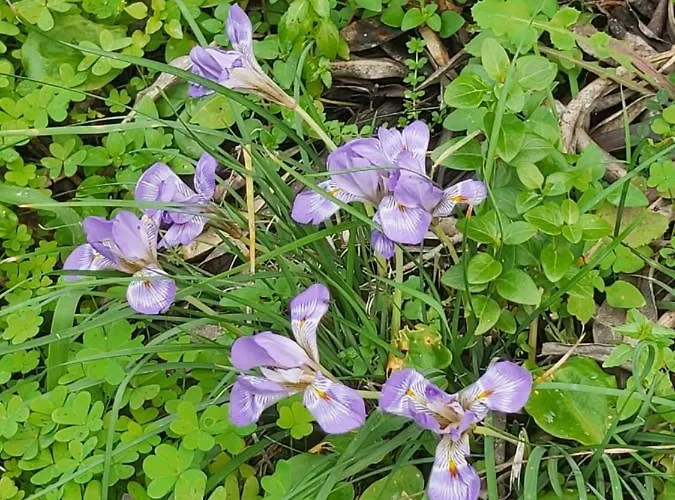 Spiti Melianou