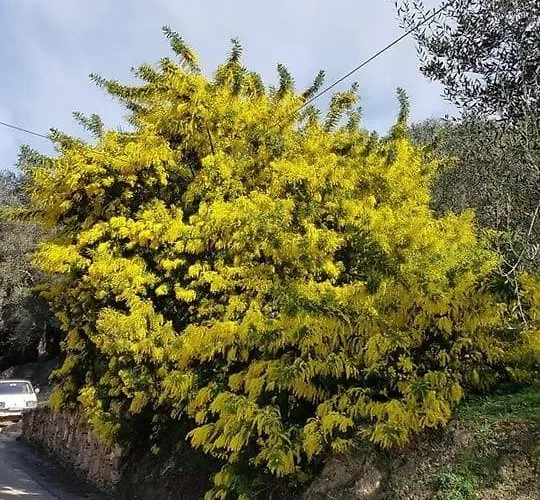 Spiti Melianou